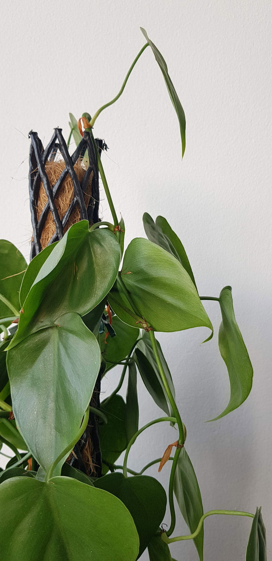 Heartleaf Philodendron on a Moss Pole