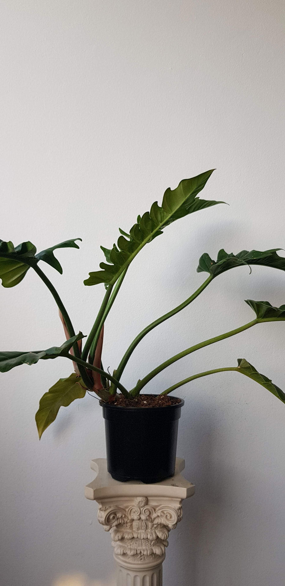 Philodendron Narrow Tooth Tiger